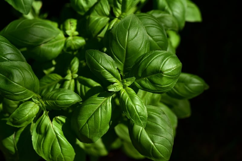 Herbs Image