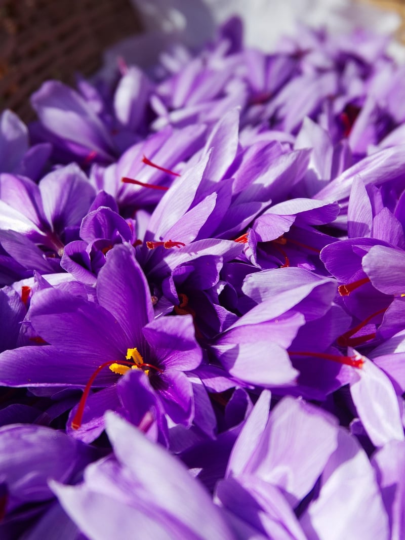 Saffron